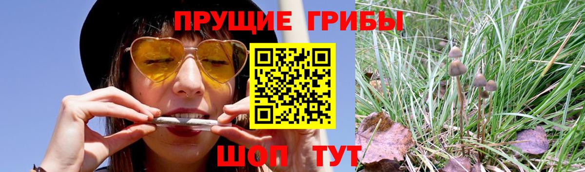 Галлюциногенные грибы ЛСД  Псилоцибиновые грибы MAGIC MUSHROOMS  Вход с VPN  наркота  Курчалой 