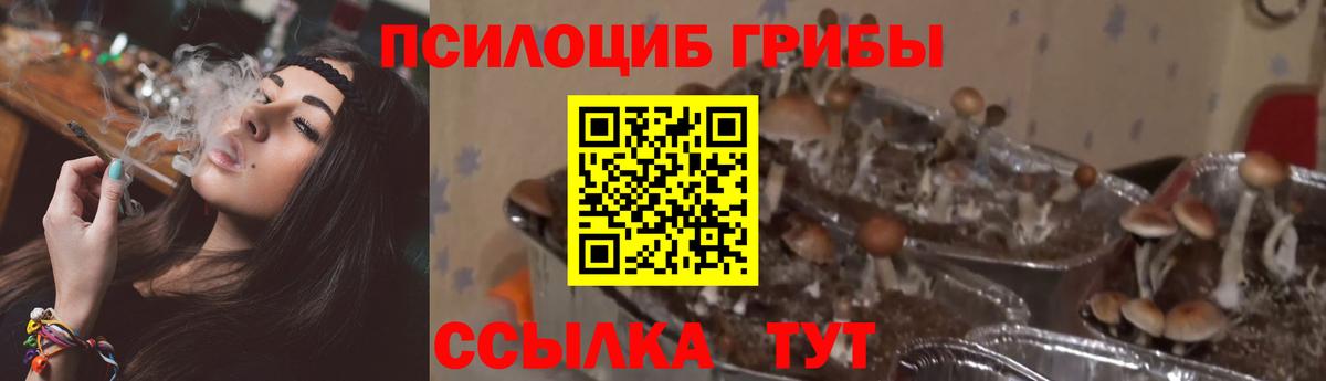 Галлюциногенные грибы прущие грибы Курчалой